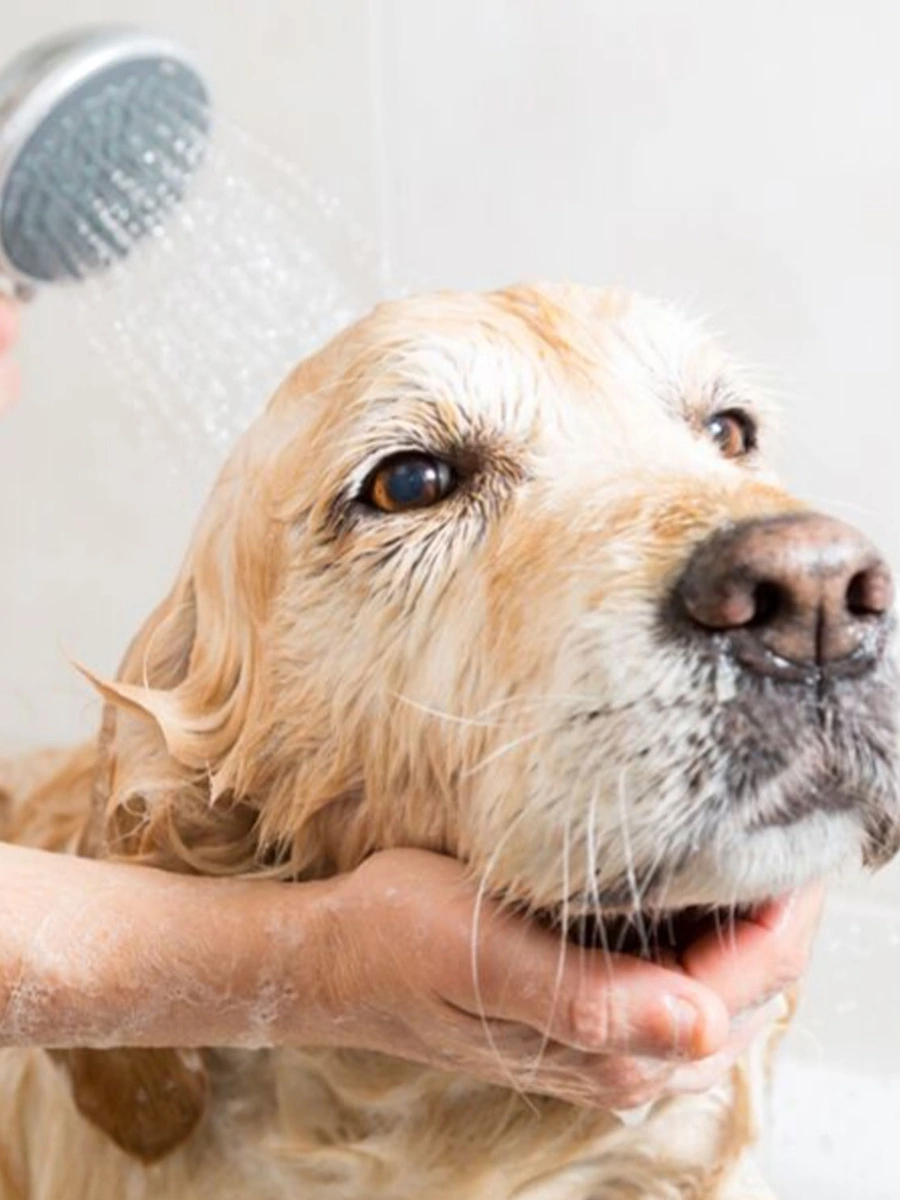Cachorro Golden Retriever tomando banho no serviço de banho e tosa do Recanto da Bicharada em Iguaraçu-PR