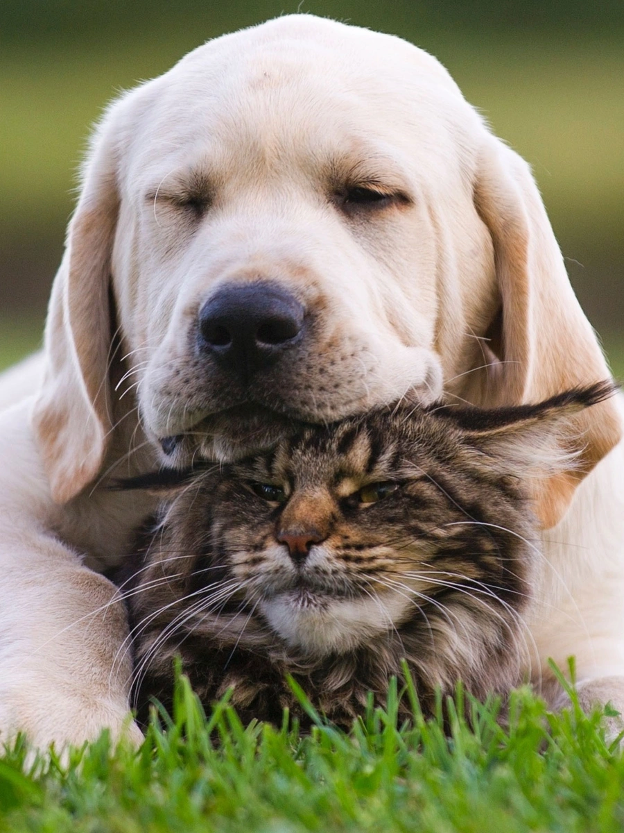 Cachorro e gato felizes na Pet Creche Day Care do Recanto da Bicharada em Iguaraçu-PR
