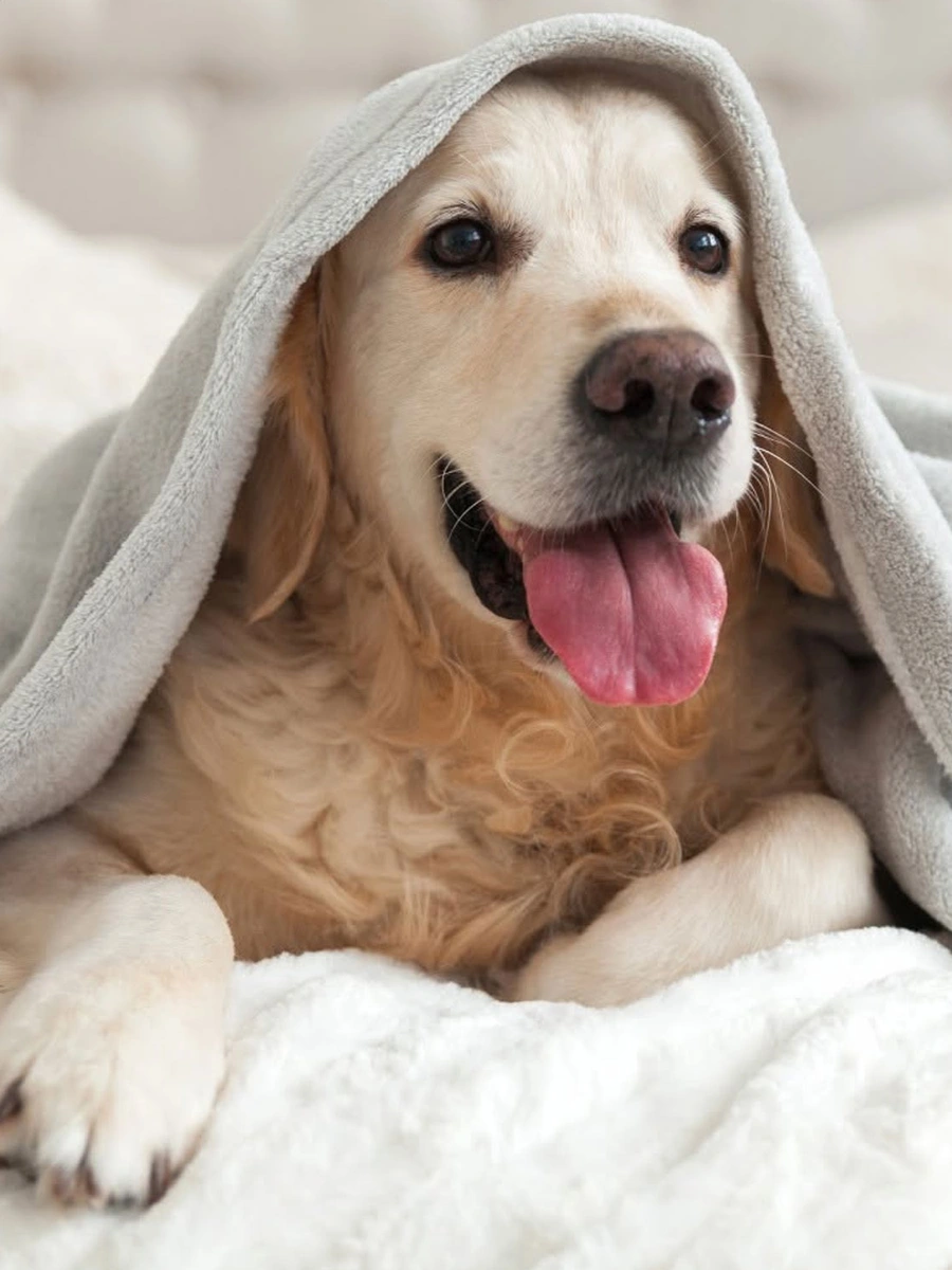 Cachorro Golden Retriever descansando confortável no Hotel Pet do Recanto da Bicharada em Iguaraçu-PR
