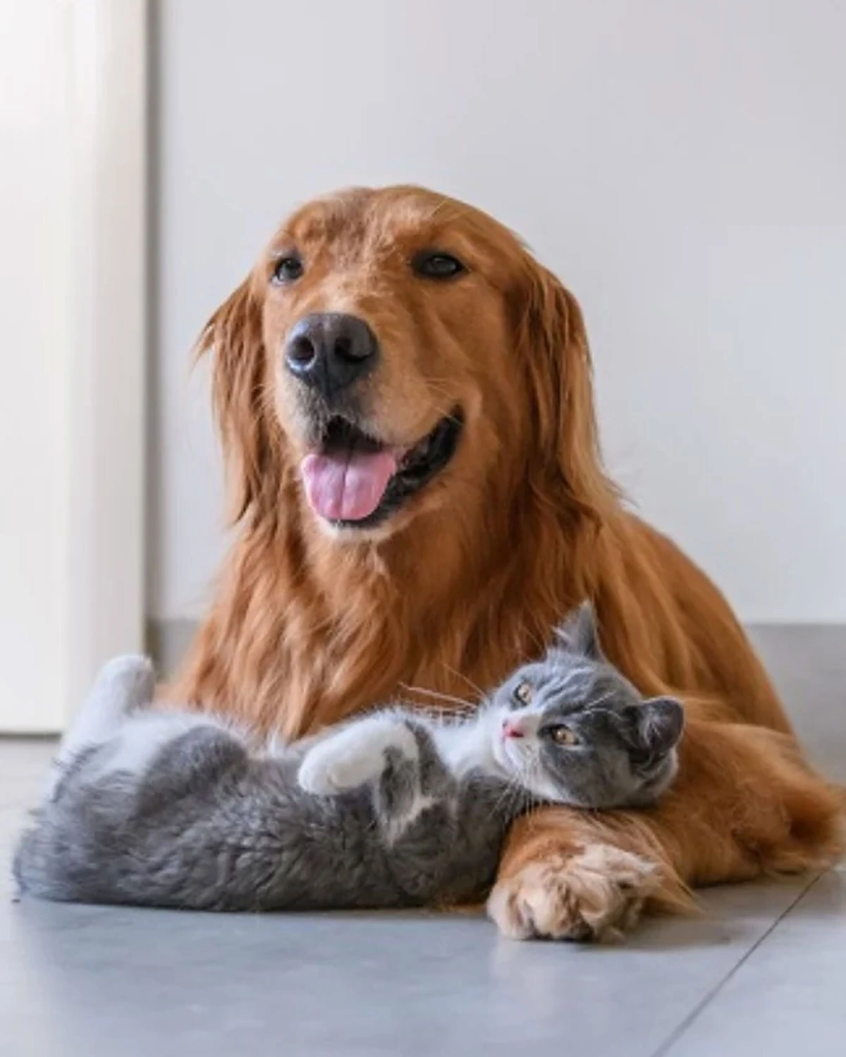 Cão Golden Retriever e gatinho no Recanto da Bicharada em Iguaraçu